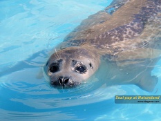 Seal